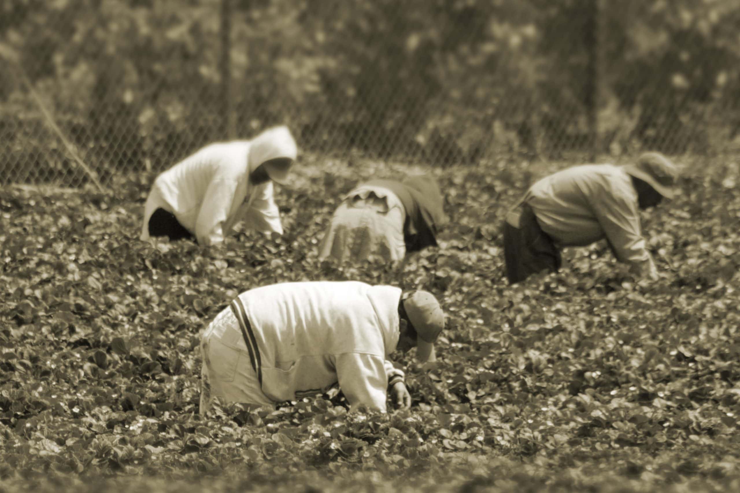 Latino farmworkers working in the field, highlighting issues of legal status and labor conditions.
