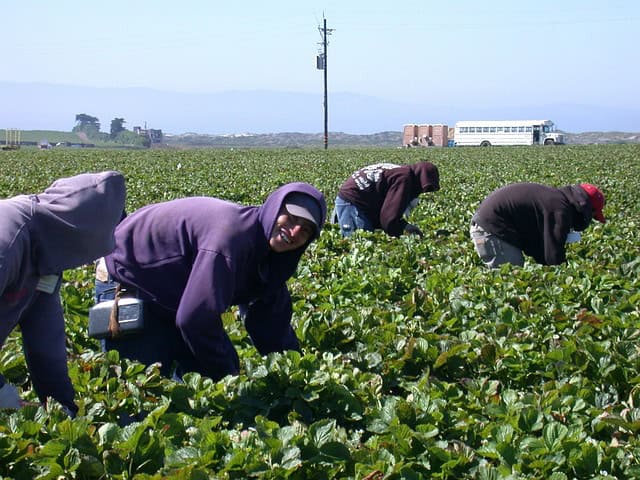 Farmworkers harvesting strawberries in a large field under clear sky.