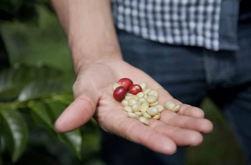 Hand holding fresh coffee beans and berries, highlighting the unique coffee experience at Anticonqui.