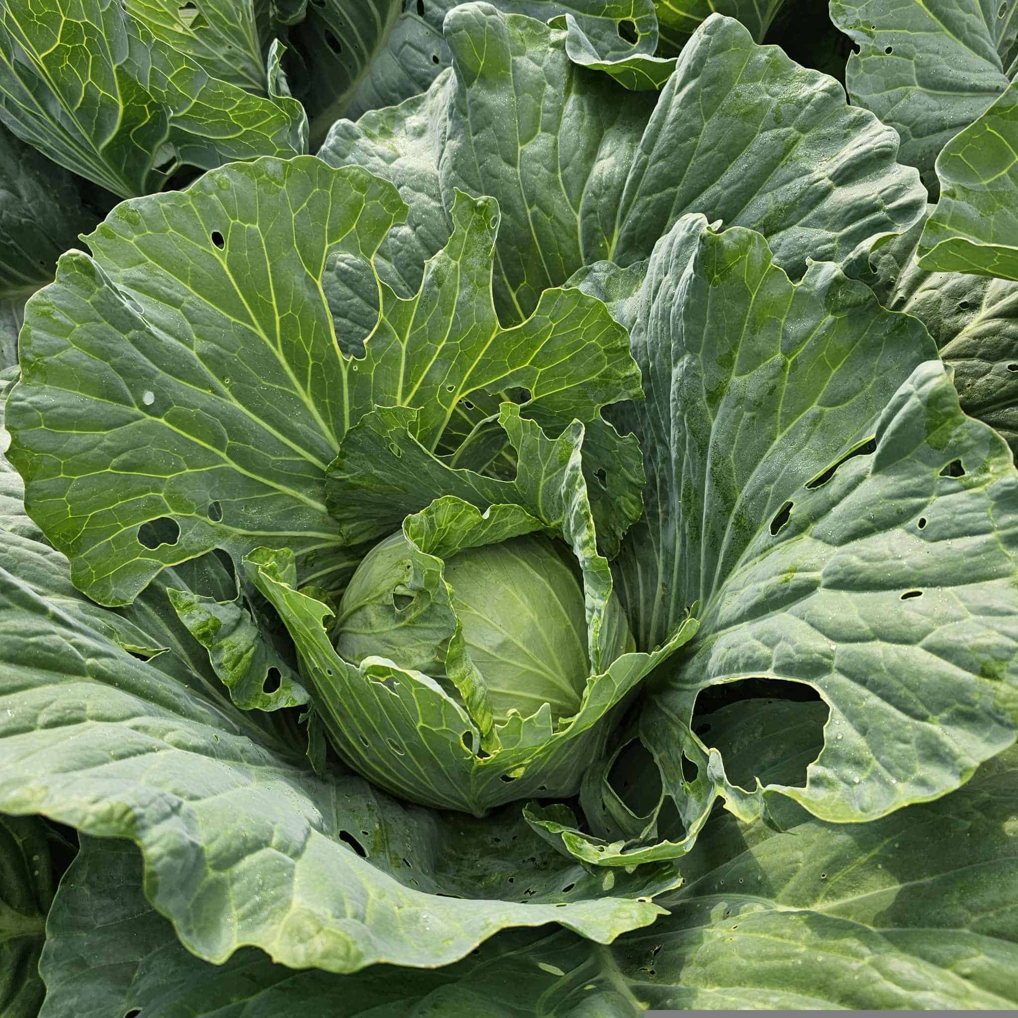 Fresh green cabbage growing in East TN community garden.