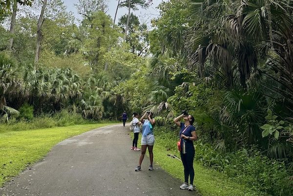 A lush green forest with people observing and enjoying nature along a walking trail.