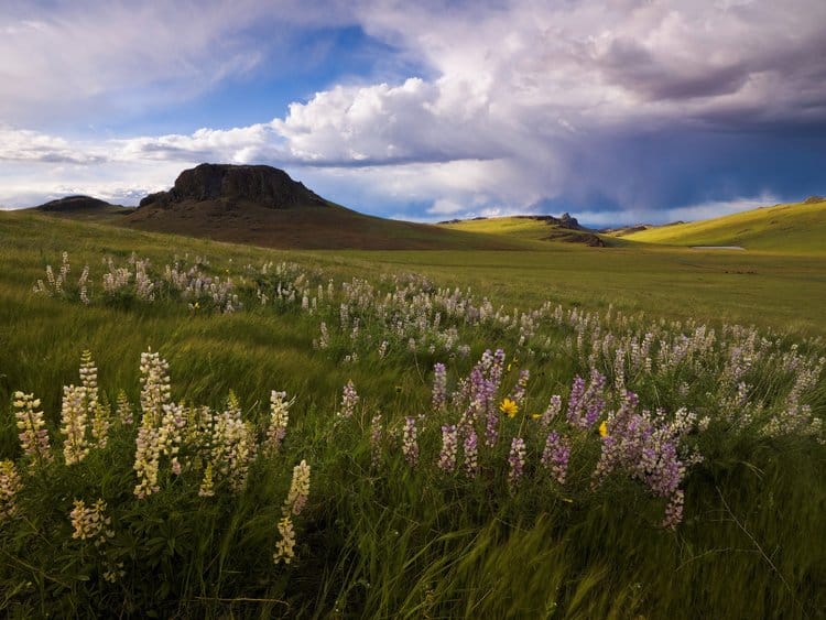 Owyhee landscape with wildflowers and rugged hills, emphasizing the importance of preserving natural.