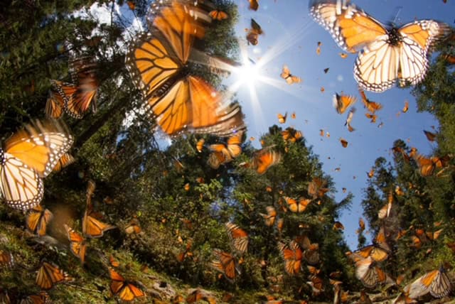 Monarch butterflies in flight amid trees under sunny sky, supporting conservation efforts.
