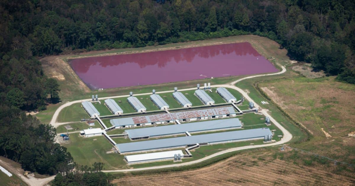 Aerial view of a large factory farm with pig waste lagoons emitting pollution.