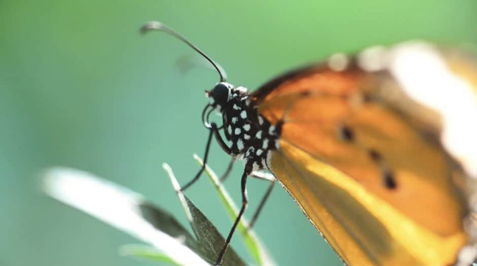 A butterfly perched on a leaf with a blurred green background.