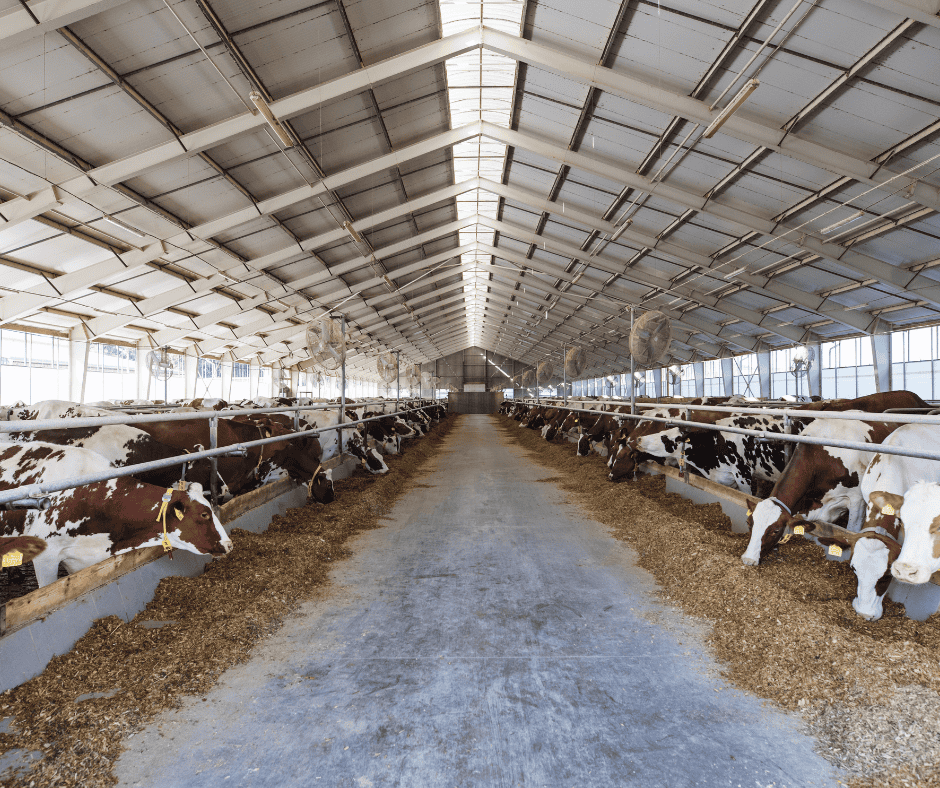 Cattle inside a dairy farm barn, reflecting labor issues amid ICE raid aftermath in Wisconsin.